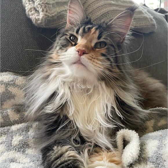 Meet your Posher, Danielle - Picture 2 of 2